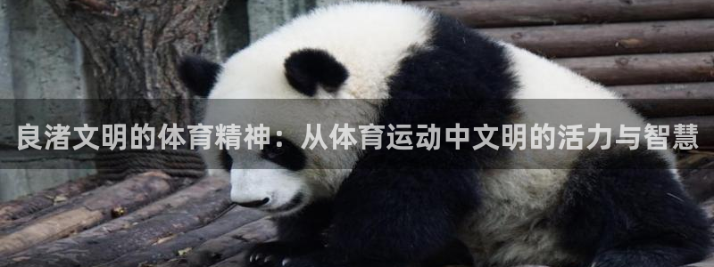 vsport体育：良渚文明的体育精神：从体育运动中文明的活力与智慧