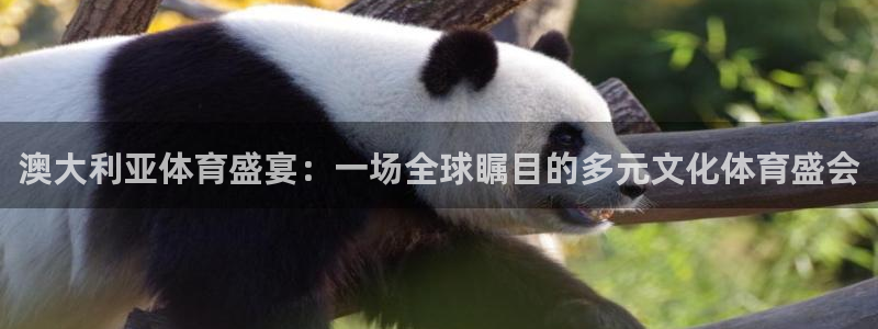 vsport体育在线官网：澳大利亚体育盛宴：一场全球瞩目的多元文化体育盛会